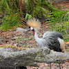 Grey-Crowned Crane