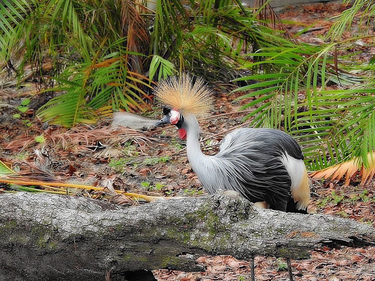 Grey-Crowned Crane