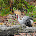 Grey-Crowned Crane