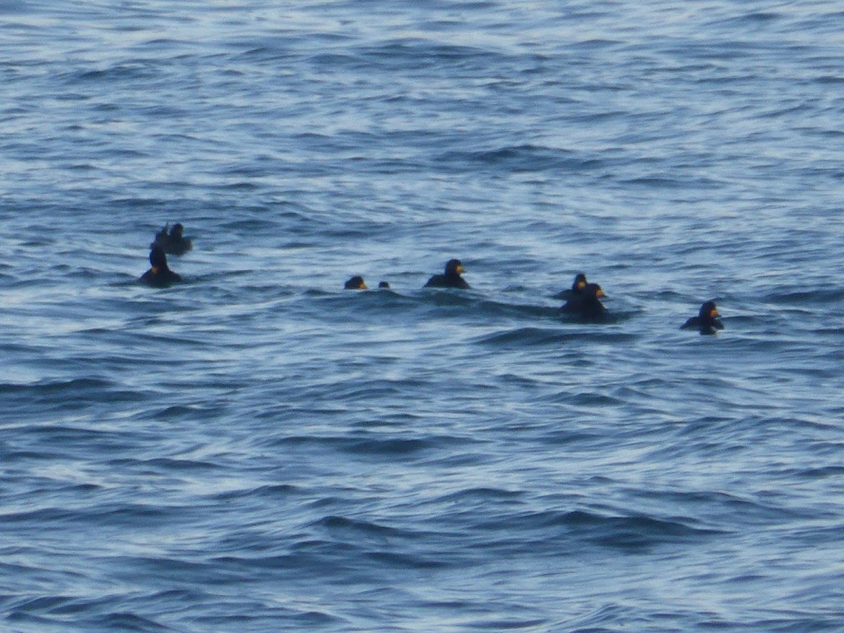 Black Scoter