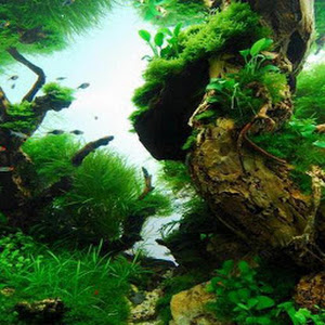 Aquascape 3d Background