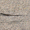 Chihuahuan Spotted Whiptail