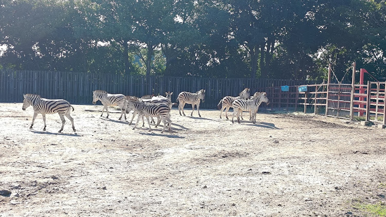 ソアラのzooに関するカスタム事例の投稿画像3枚目