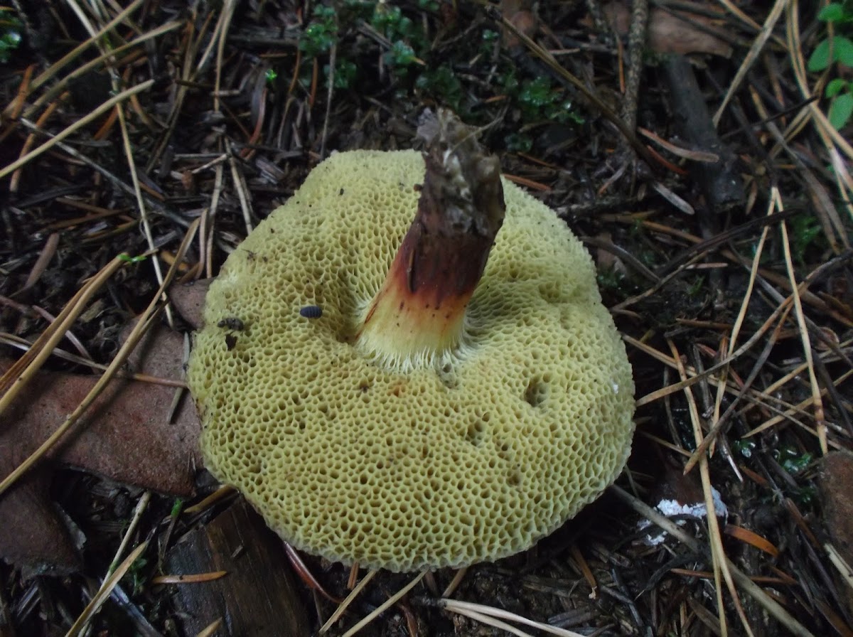 Dotted stem bolete