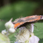 Small Tortoiseshell