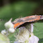 Small Tortoiseshell