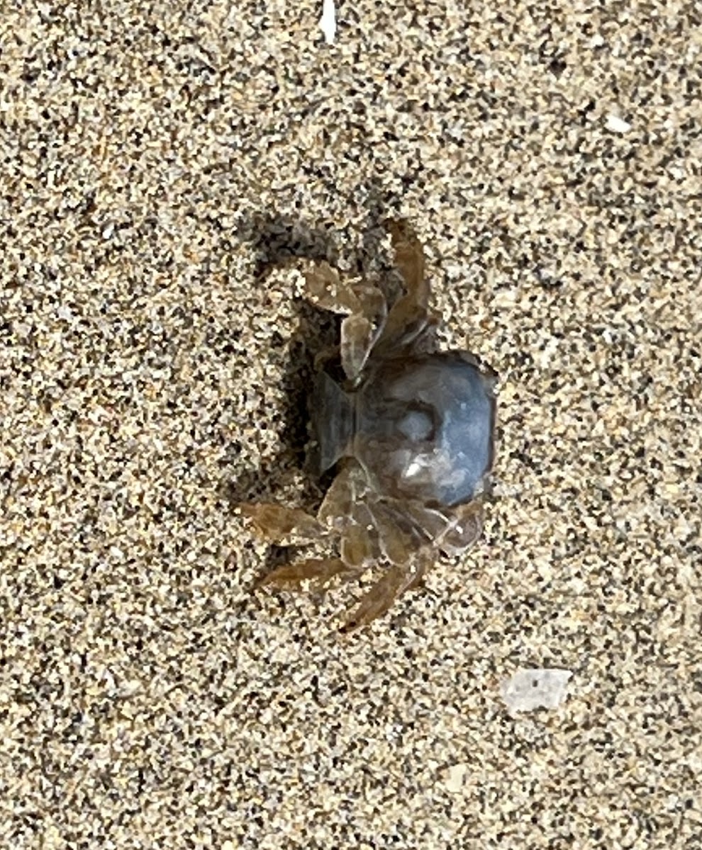 unidentified crab