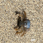 unidentified crab