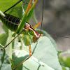 Spoon-tailed short-wing katydid