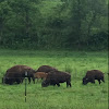 American Bison