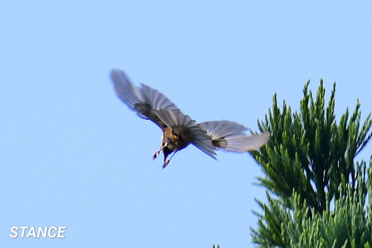 フィットのカメラの練習・NIKKOR 200‐500㎜ f5.6・望遠レンズの世界・手持ち撮影の限界・リフレクション撮影に関するカスタム事例の投稿画像14枚目