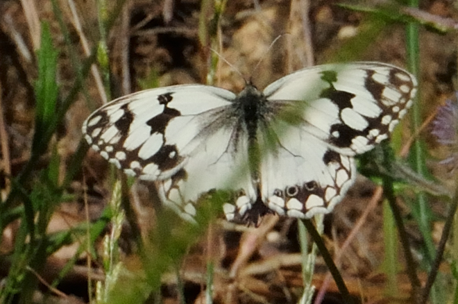 Iberian Marbled White; Medioluto Ibérica