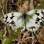 Iberian Marbled White; Medioluto Ibérica