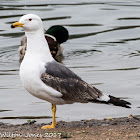 Lesser Black-backed Gull