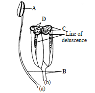 The Stamen (Microsporophyll)