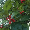 American holly