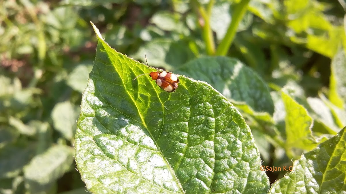 Leaf Beetle