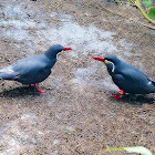 Inca tern