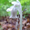 Indian Pipe (Ghost Plant)