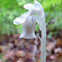 Indian Pipe (Ghost Plant)