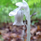 Indian Pipe (Ghost Plant)