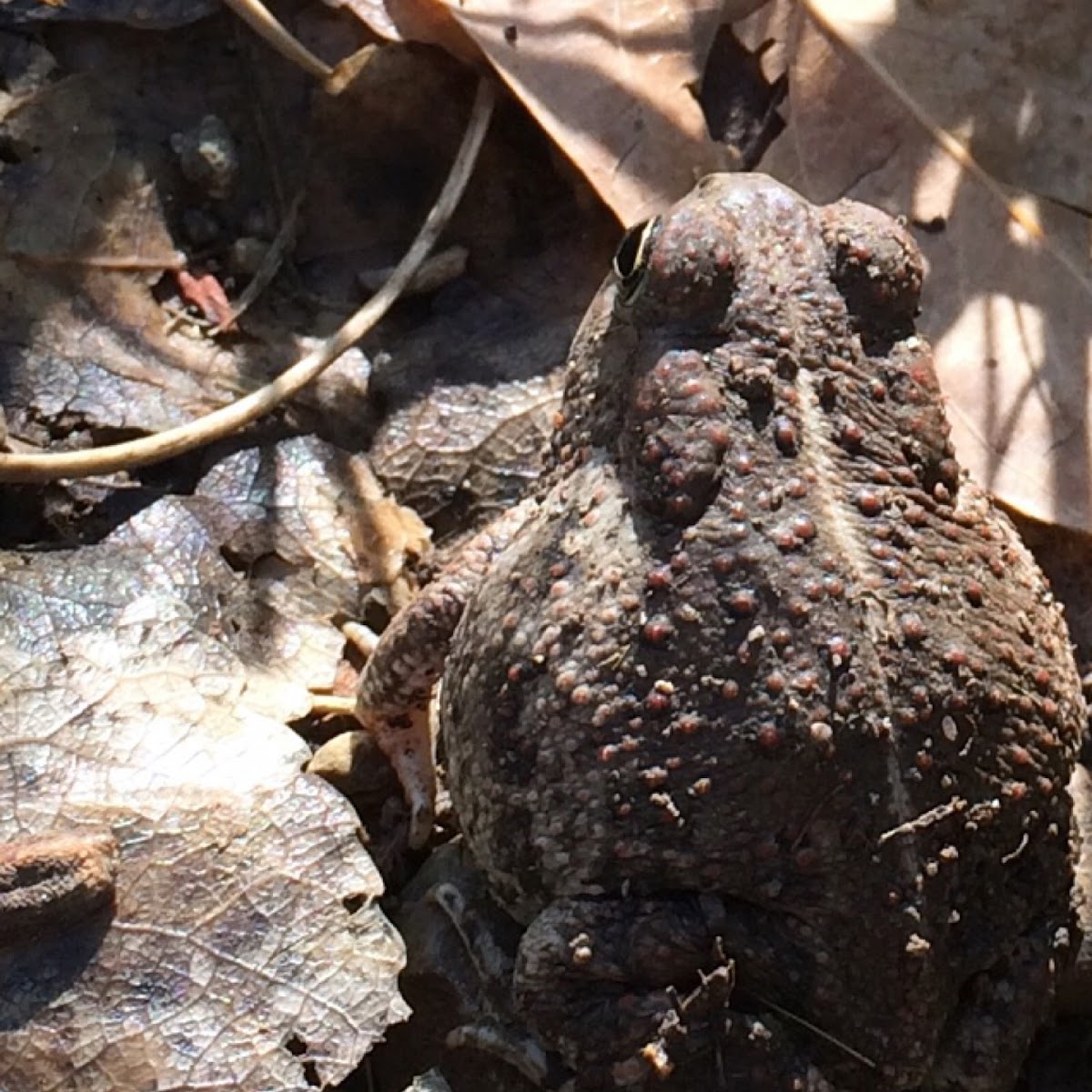 Woodhouse's Toad