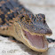 American alligator