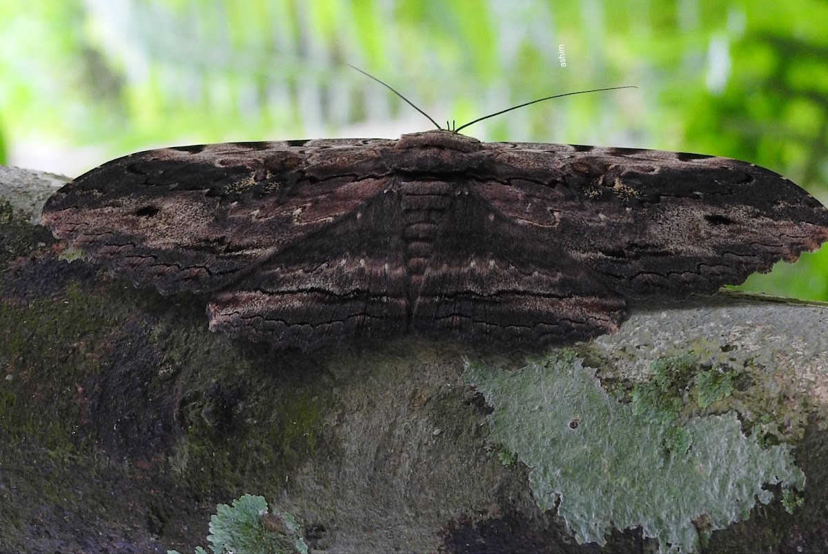 Noctuid moth