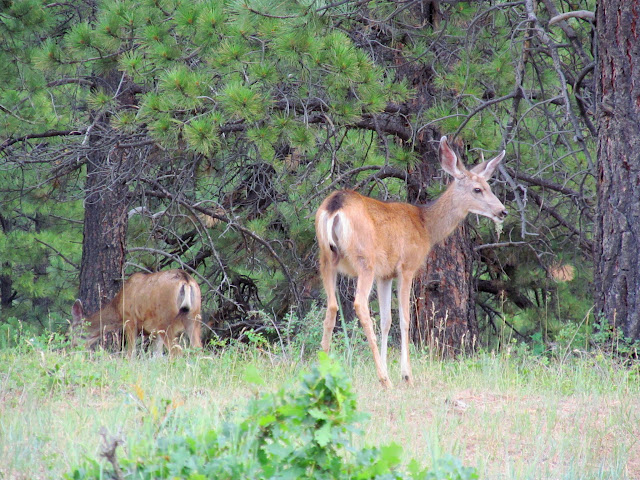 Deer near Chicken Creek