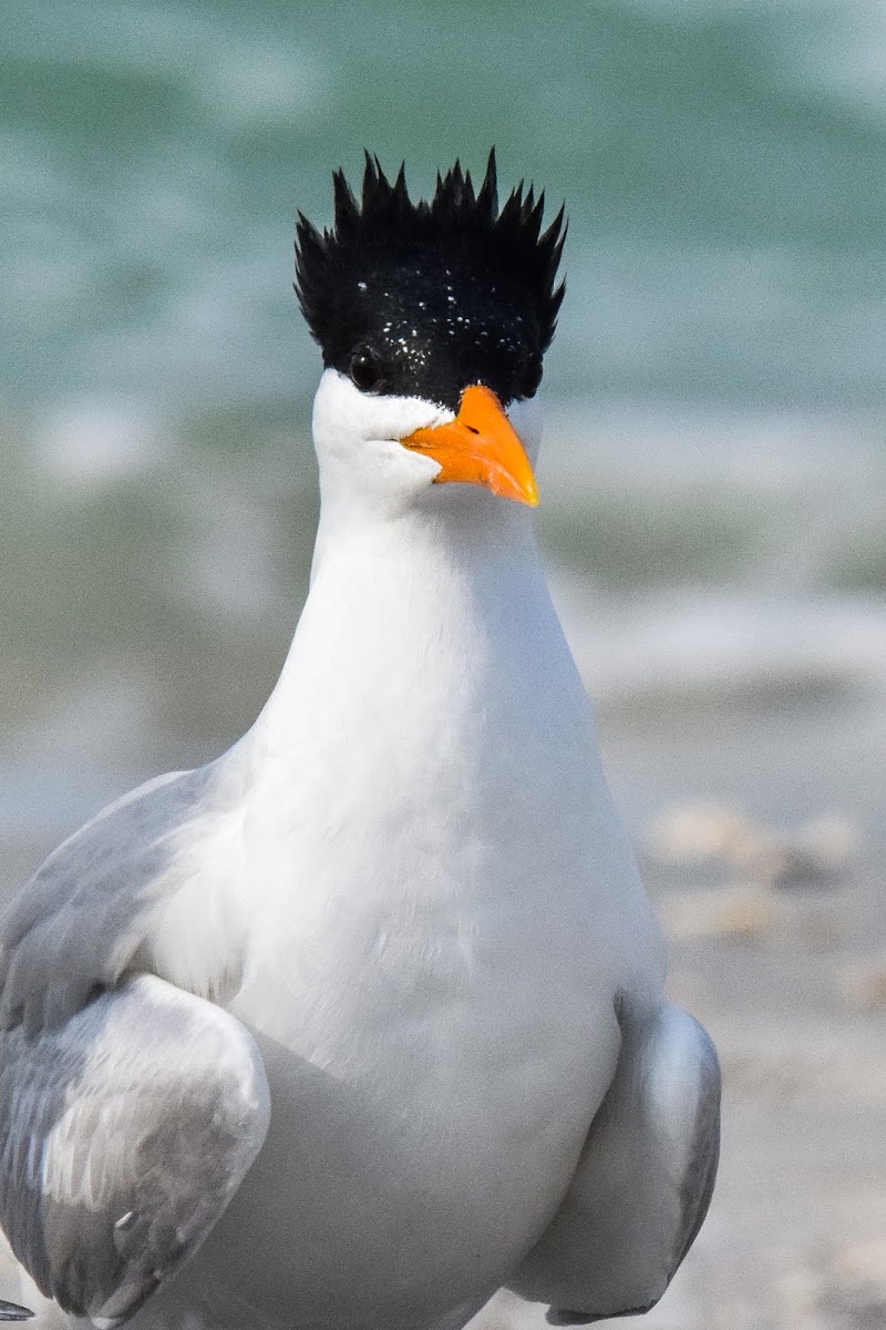 Royal Tern