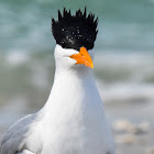 Royal Tern