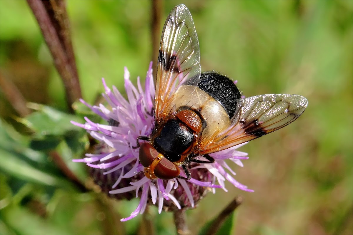 Pellucid Fly