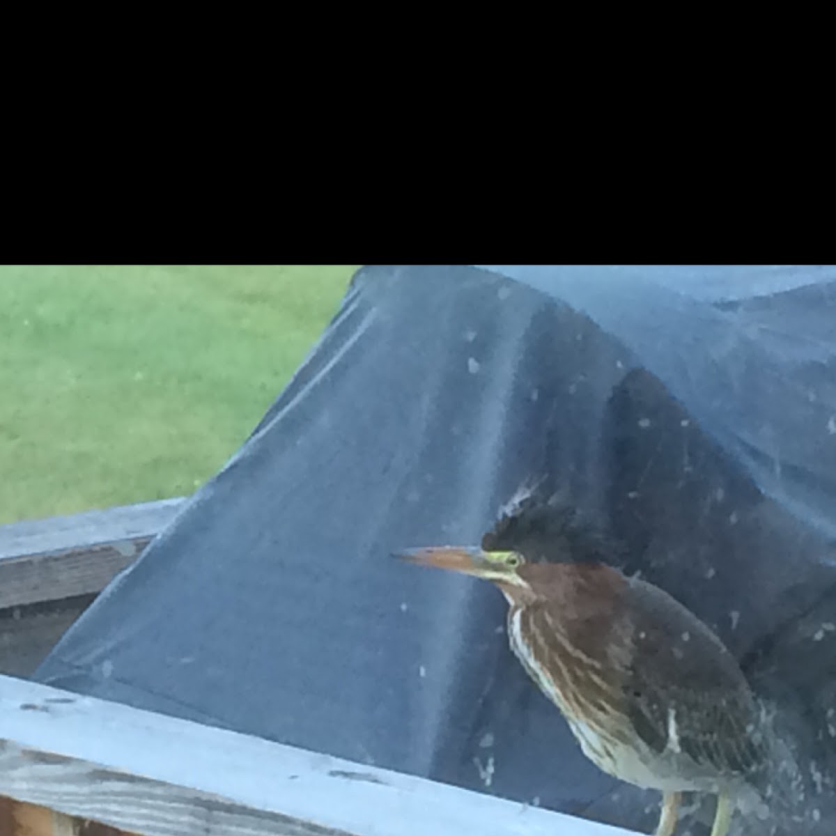 Green Heron