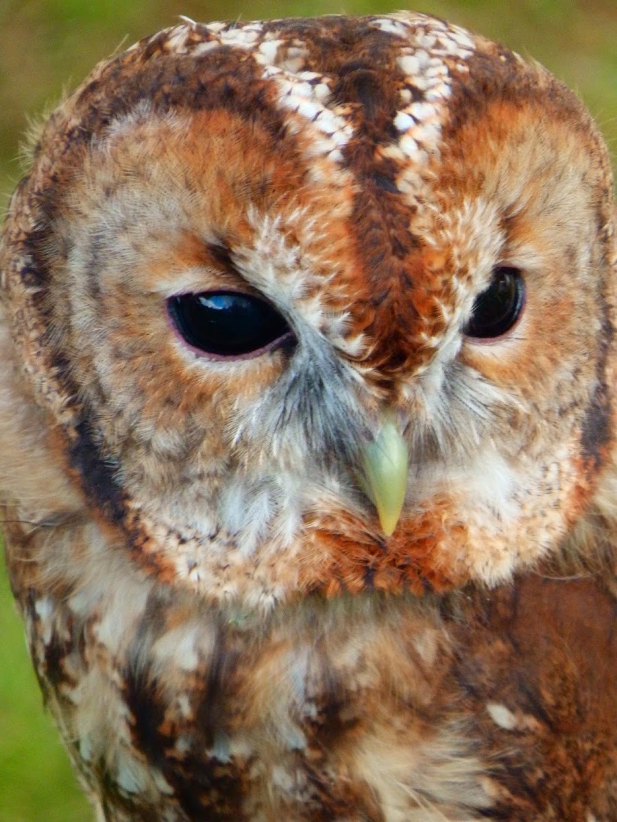 Tawny owl