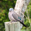 Emerald-spotted Wood-Dove