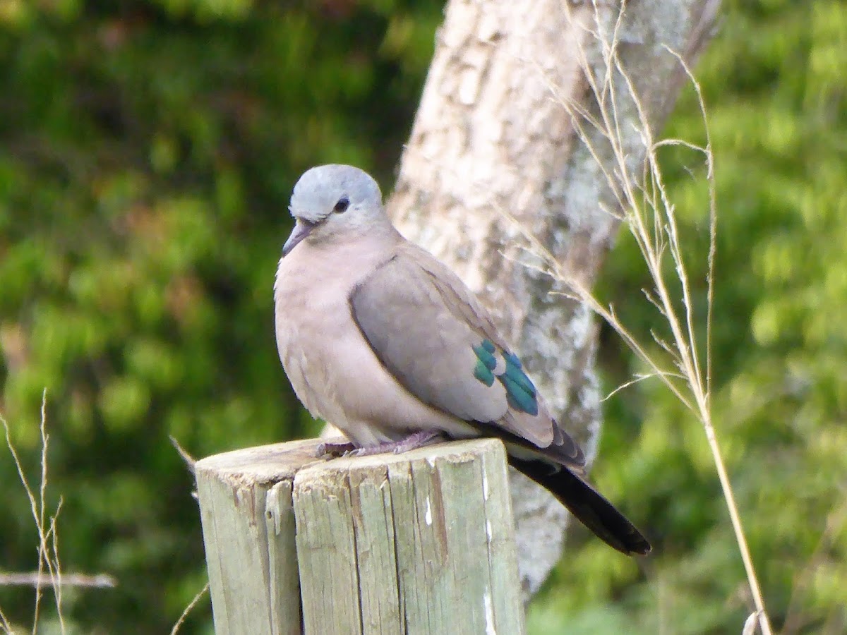 Emerald-spotted Wood-Dove