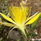 Giant Blazing Star