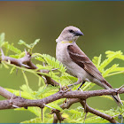 Chestnut-shouldered Petronia (Yellow-throated Sparrow)