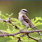 Chestnut-shouldered Petronia (Yellow-throated Sparrow)