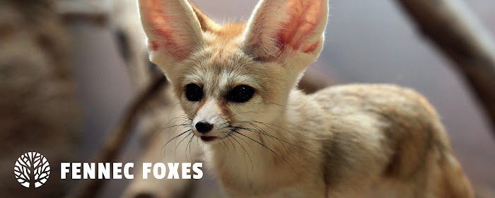 Fennec Fox HD Wallpapers New Tab Theme marquee promo image