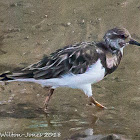 Turnstone; Vuelvepiedras