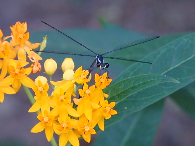 Flatwing Damselfly