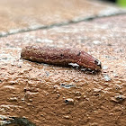 Caterpillar