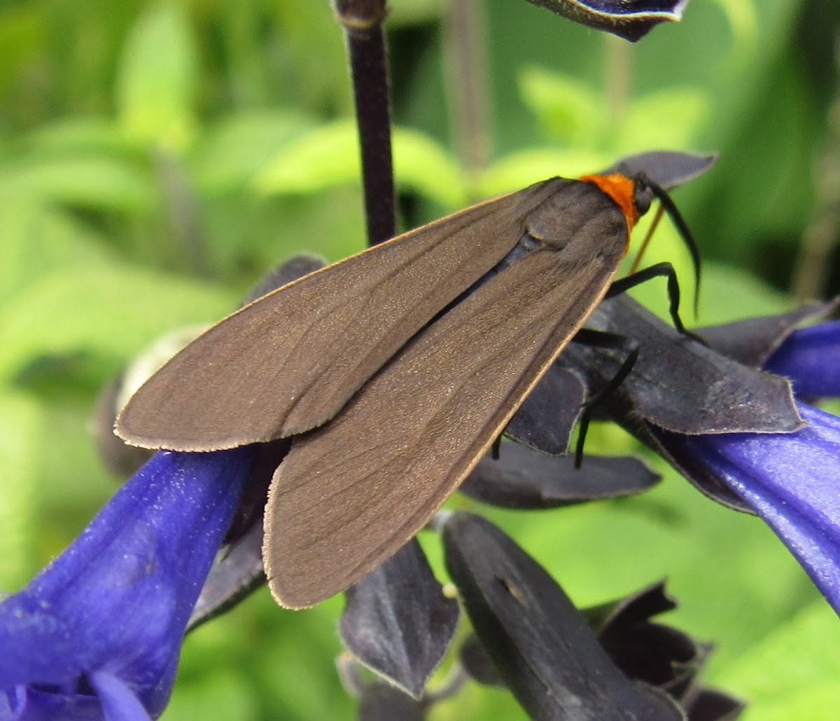 Yellow-collared Scape Moth