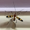 Cranefly