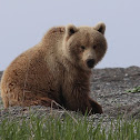 Kamchatka Brown Bear