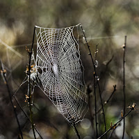 Capolavori della natura di 