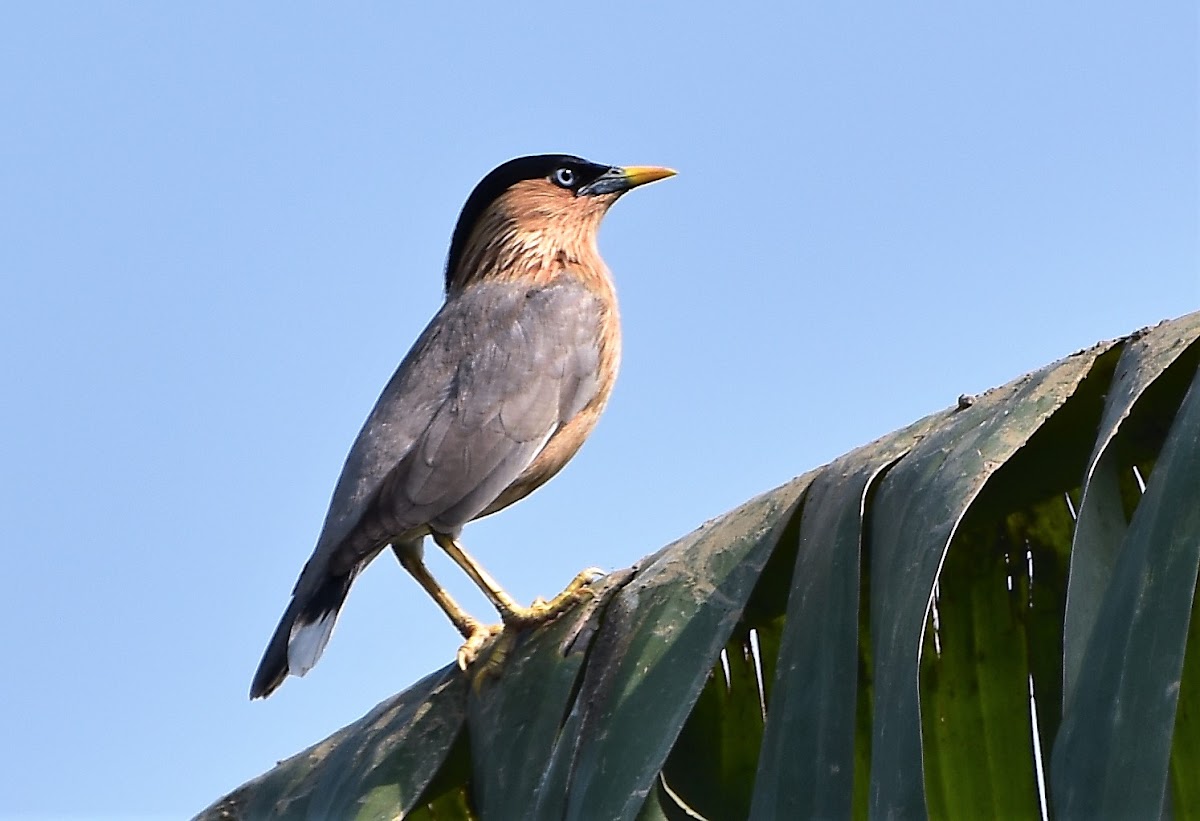 Brahminy starling