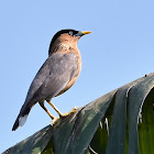 Brahminy starling