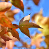 Chinese Sweet Gum